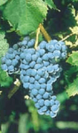 Cabernet Franc