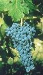 Cabernet Sauvignon