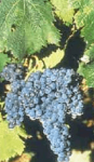 Merlot