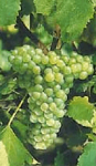 Sémillon